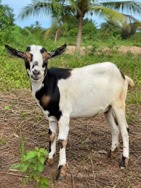Goats from Farin