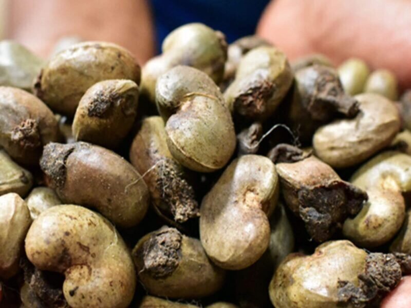 Raw Cashew Nuts - 50kg Bag
