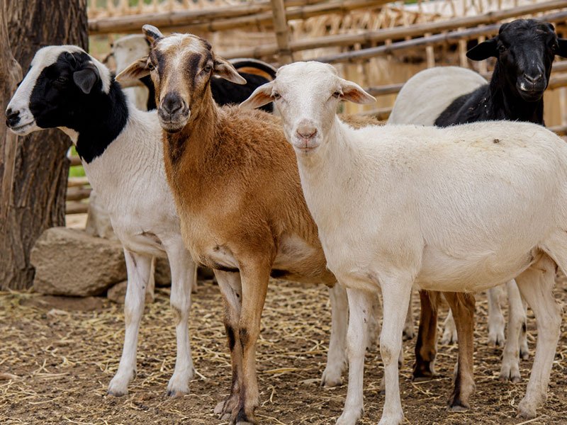 Well-Fed West African Dwarf Sheep